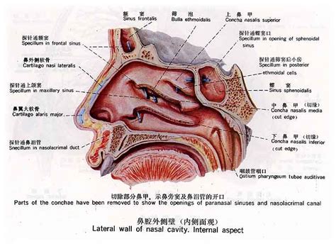 鼻子有骨頭嗎|鼻基本解剖结构如何？鼻骨和软骨形态结构特点是什么？